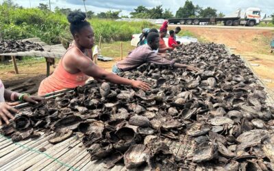 Biochar: A Game-Changer for Sustainable Cocoa Farming in Ghana?